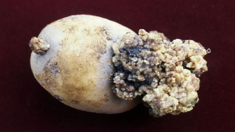 How to deal with potato cancer and is it dangerous for humans