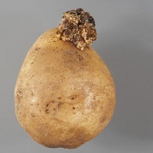 How to deal with potato cancer and is it dangerous for humans