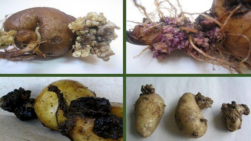 Detailed descriptions and effective treatments for potato diseases