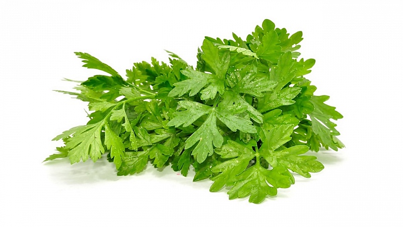 How to tell cilantro from parsley