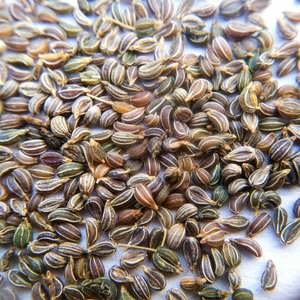 How to tell cilantro from parsley
