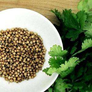 How to tell cilantro from parsley