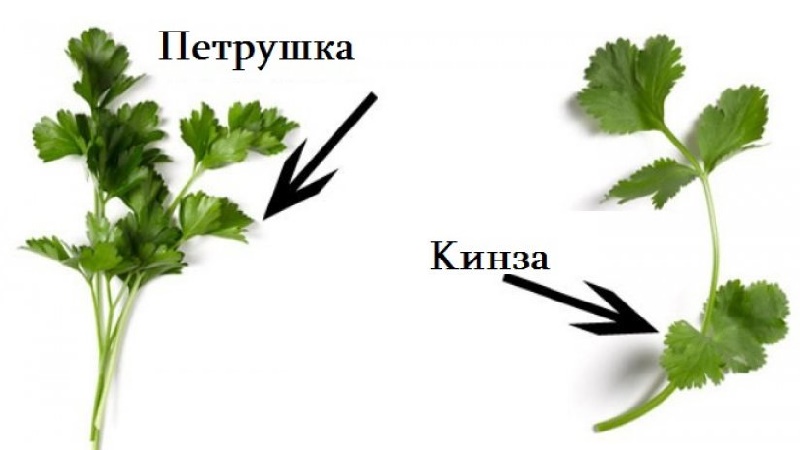 How to tell cilantro from parsley