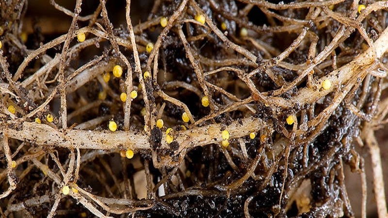 What is a potato nematode and how to deal with it