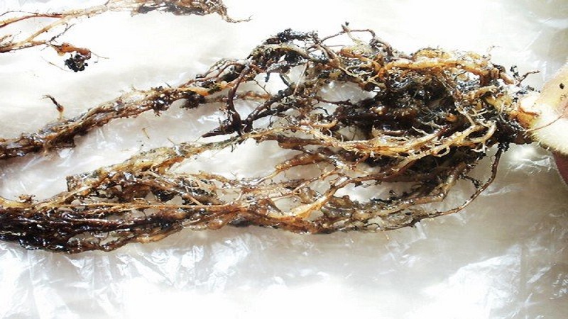 What is a potato nematode and how to deal with it