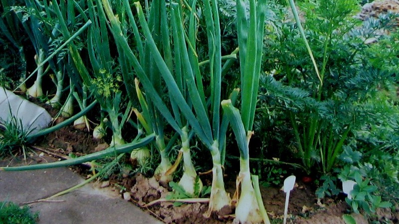 Planting onions before winter: is it possible to plant after carrots