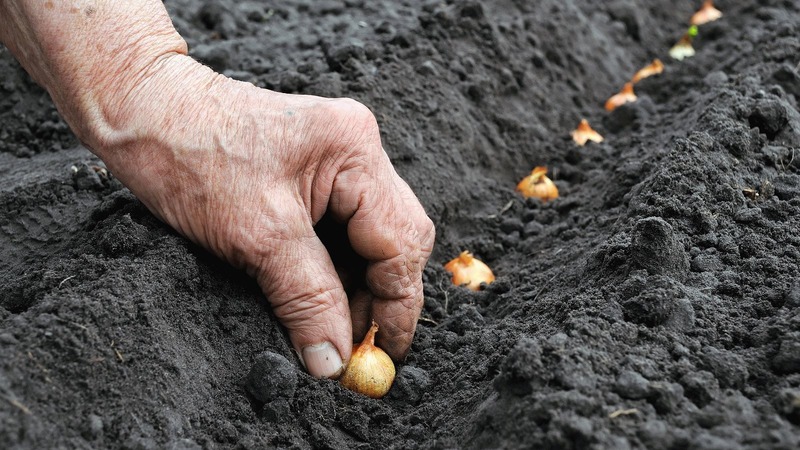 Planting onions before winter: is it possible to plant after carrots