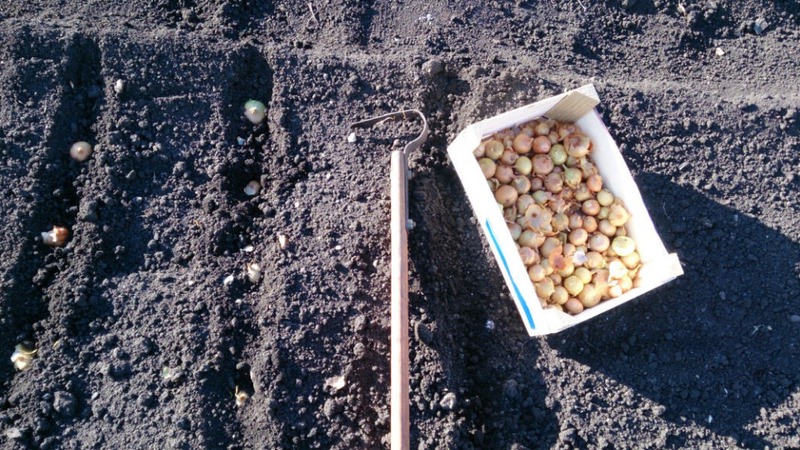 Planting onions before winter: is it possible to plant after carrots
