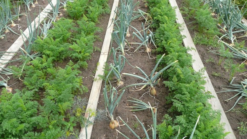 Planting onions before winter: is it possible to plant after carrots