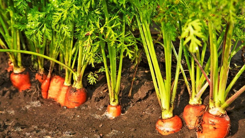 Planting onions before winter: is it possible to plant after carrots