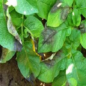What is potato late blight: a description of the disease and methods of treatment