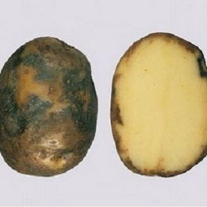 What is potato late blight: a description of the disease and methods of treatment