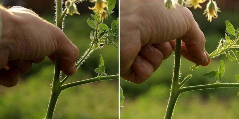 We form bushes correctly: do undersized tomatoes stepchild and which varieties do not require this stage