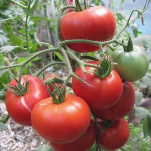 We form bushes correctly: do undersized tomatoes stepchild and which varieties do not require this stage