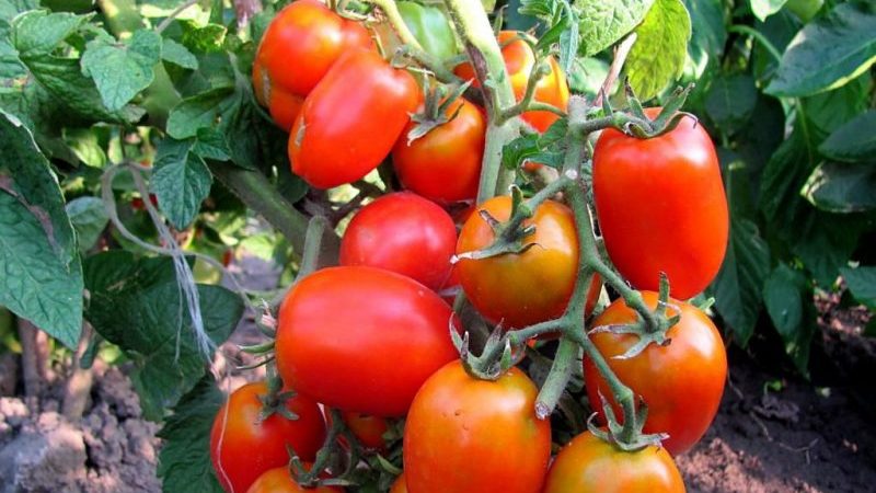 We form bushes correctly: do undersized tomatoes stepchild and which varieties do not require this stage