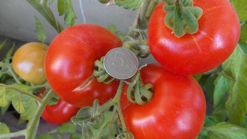 We form bushes correctly: do undersized tomatoes stepchild and which varieties do not require this stage