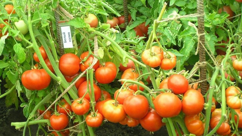 We form bushes correctly: do undersized tomatoes stepchild and which varieties do not require this stage