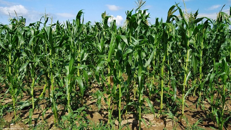 How corn grows: photos and stages of cultivation, advice from experienced farmers