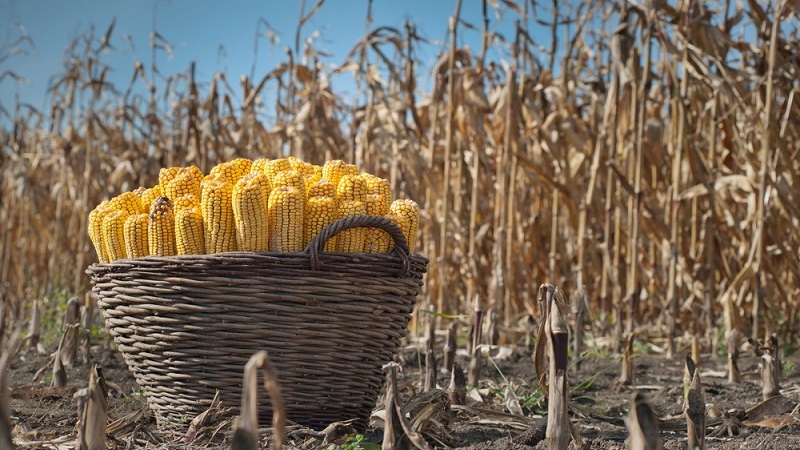 How corn grows: photos and stages of cultivation, advice from experienced farmers