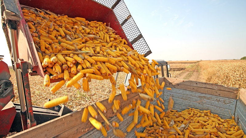 How corn grows: photos and stages of cultivation, advice from experienced farmers