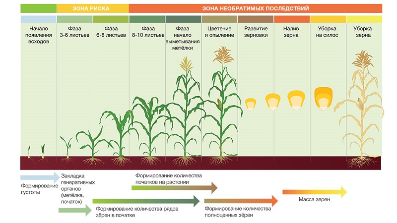 How corn grows: photos and stages of cultivation, advice from experienced farmers