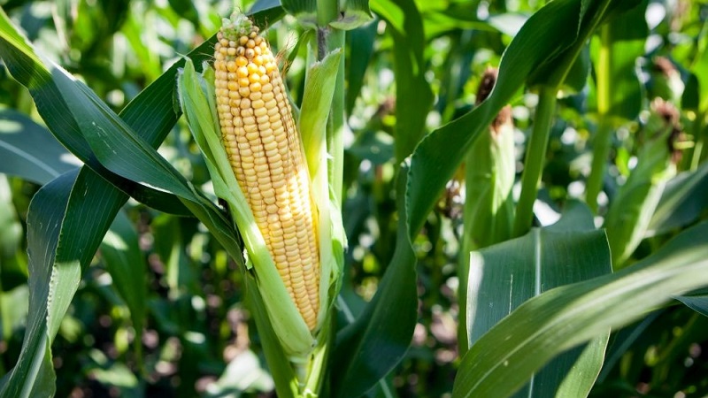 How corn grows: photos and stages of cultivation, advice from experienced farmers