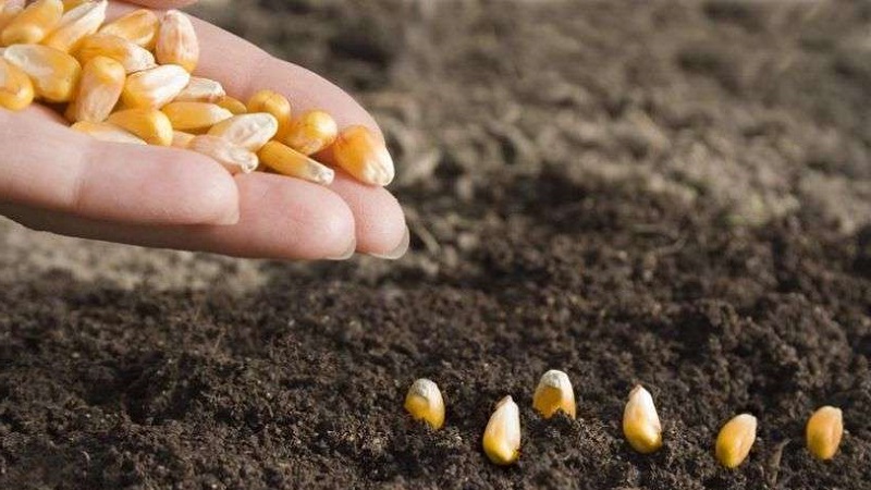 How corn grows: photos and stages of cultivation, advice from experienced farmers