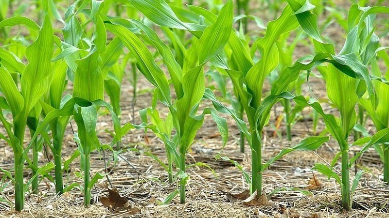 How corn grows: photos and stages of cultivation, advice from experienced farmers