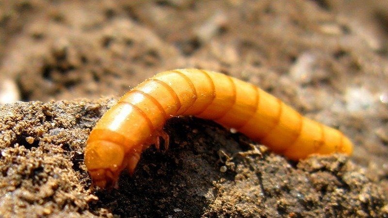 The most effective remedies for pests: how to treat onions from worms and how to do it correctly