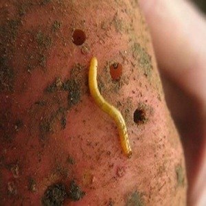 Effective pest control: how to get rid of a wireworm in a potato patch