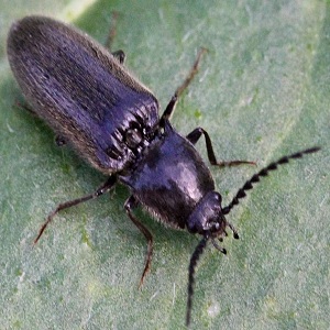 Effective pest control: how to get rid of a wireworm in a potato patch