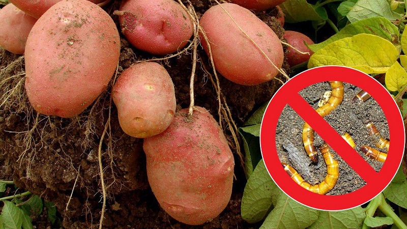 What to do if the potato bursts and cracks in the ground, why does this happen