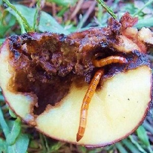 Effective pest control: how to get rid of a wireworm in a potato patch