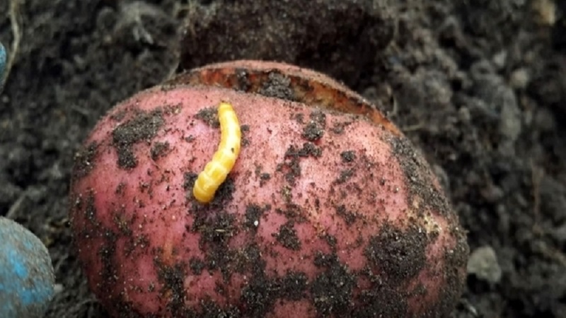 What to do if the potato bursts and cracks in the ground, why does this happen