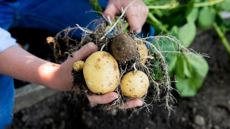 Effective pest control: how to get rid of a wireworm in a potato patch