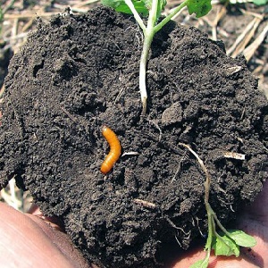 Effective pest control: how to get rid of a wireworm in a potato patch