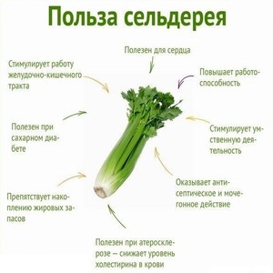 Celery for weight loss: how much can you eat per day