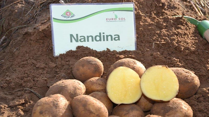 Early maturing potato variety Nandina with good keeping quality