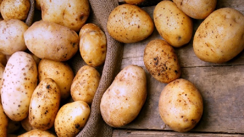 Early maturing potato variety Nandina with good keeping quality