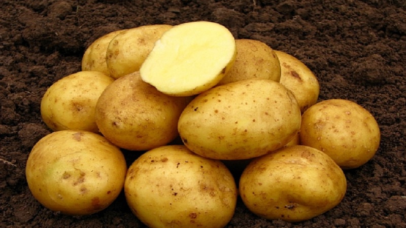 Early maturing potato variety Nandina with good keeping quality