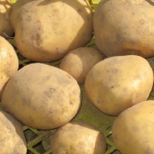 Early maturing potato variety Nandina with good keeping quality