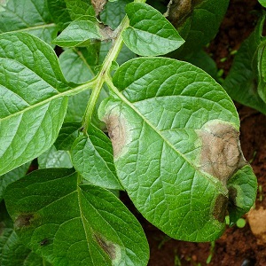 Early maturing potato variety Nandina with good keeping quality