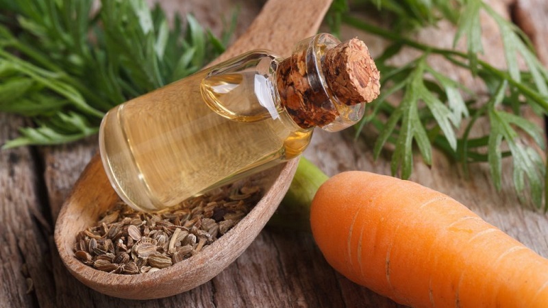 How to make carrot seed oil and what it is used for