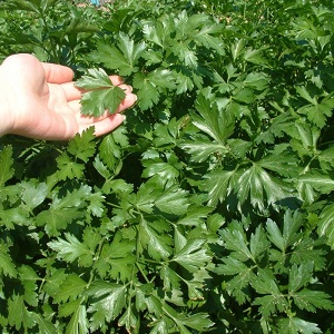 Parsley - description, cultivation, photo