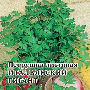 Overview of the parsley variety Italian giant