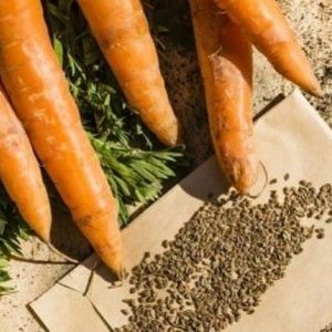 When to harvest carrot seeds and how to do it right