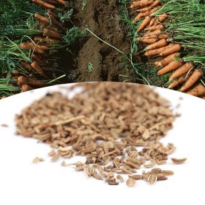 When to harvest carrot seeds and how to do it right
