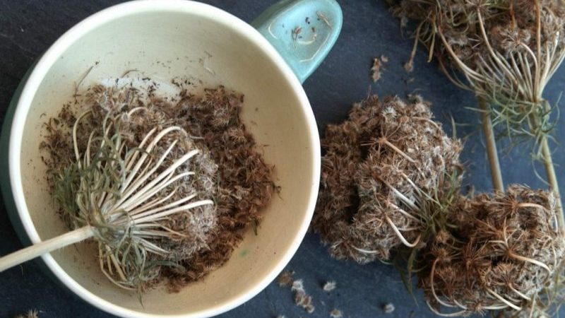 When to harvest carrot seeds and how to do it right