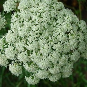 When to harvest carrot seeds and how to do it right