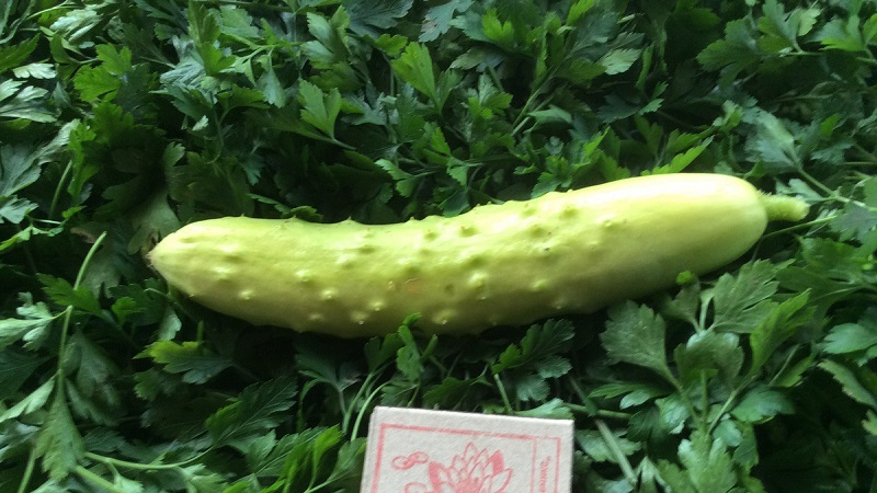 Exotic in your beds - white cucumbers: varieties, cultivation features and differences from green
